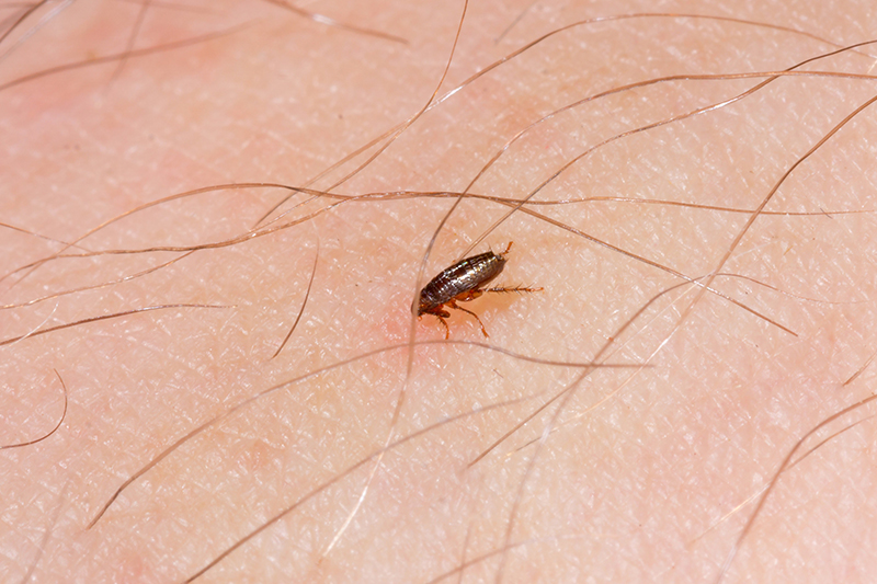 Flea Pest Control in Sheffield South Yorkshire